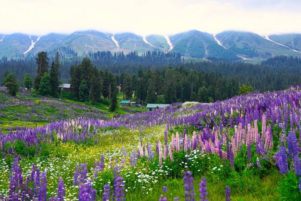 Valley of Flowers